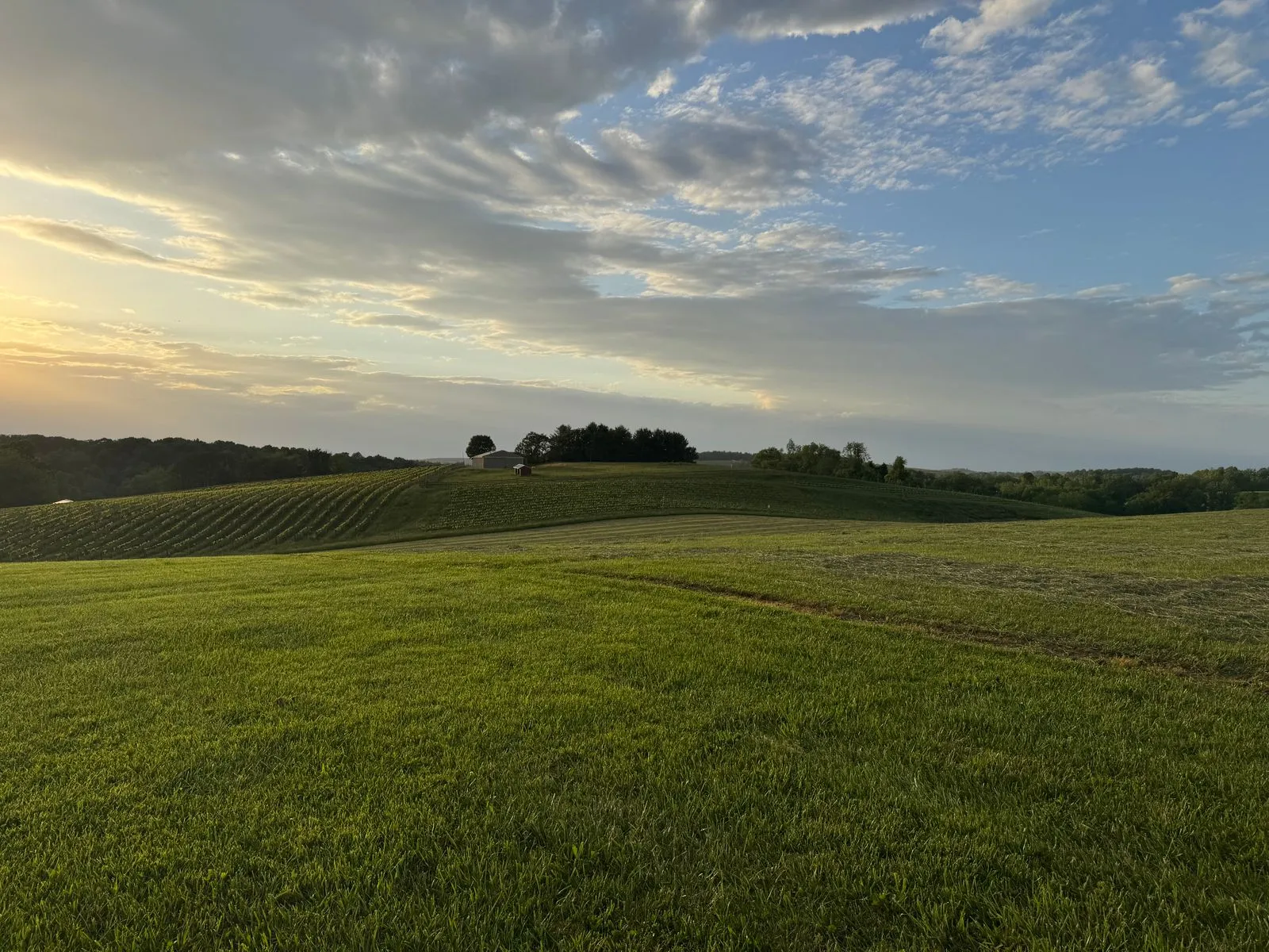 Beautiful sunset over rolling green hills with a tree silhouette and cloudy sky.